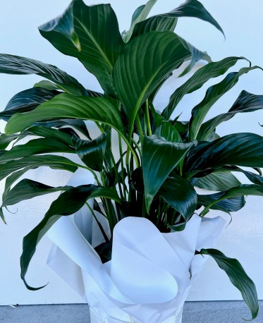 Peace Lily