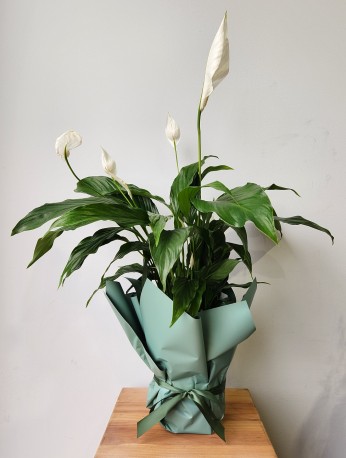 Peace Lily